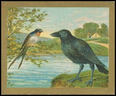 T57 42 The Swallow And The Raven.jpg